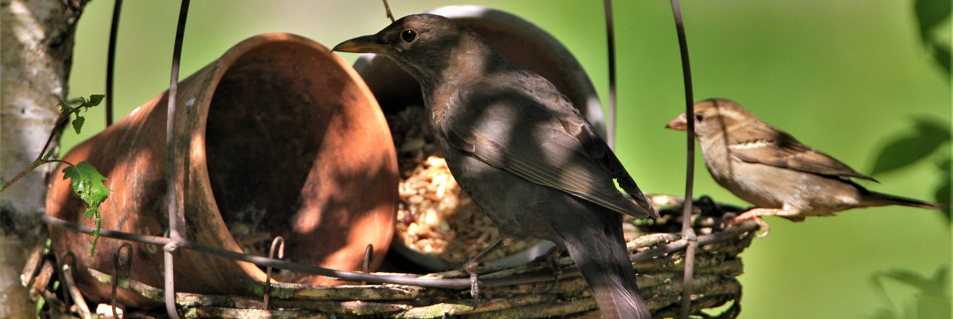 Die Vogelhochzeit